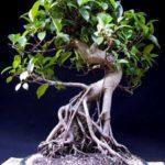 curso_bonsai4