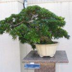japanese-bonsai