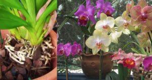 Como cultivar orquídeas