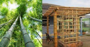 Bambus usados no artesanato (fotos)
