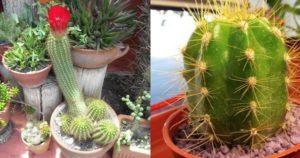 Fotos de cactus, variedades