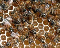 As abelhas e suas colmeias