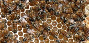 As abelhas e suas colmeias