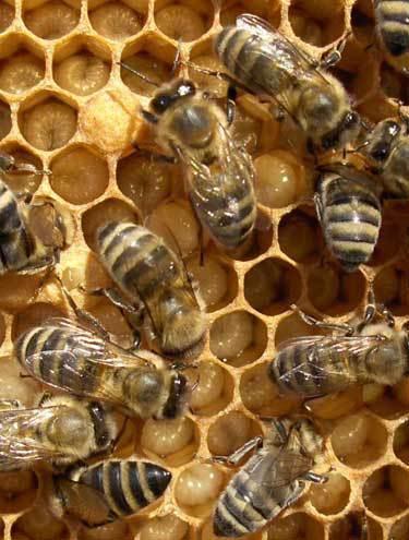 favo-abelhas2