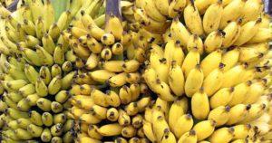 Banana e seus benefícios para saúde
