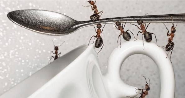 Resultado de imagem para praga formigas cozinha