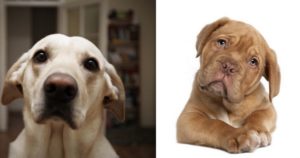 Idade dos cães comparada com a do homem