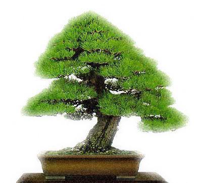 planta-bonsai