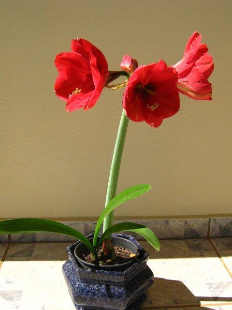 amarilis-flor-vaso