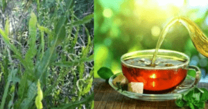 Chá de Carqueja – Receita e propriedades medicinais