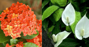 Tipos de plantas para decoração