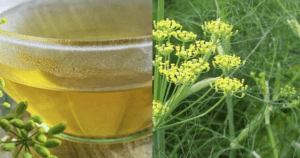 Chá de Erva Doce – Propriedades medicinais