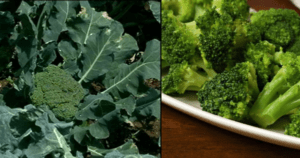 Brócolis – propriedades medicinais