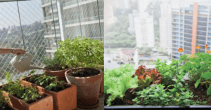 Hortas orgânicas em pequenos espaços