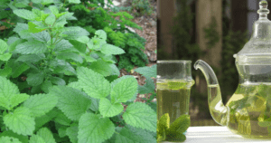 Chá de Hortelã – benefícios e receita