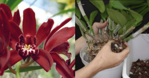 Cuidados com Orquídea Cymbidium