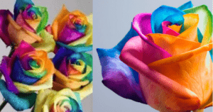 Flores coloridas artificialmente – Confira a novidade