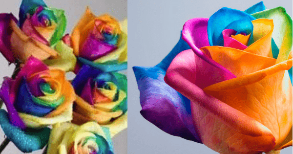 Flores coloridas artificialmente – Confira a novidade - Arteblog