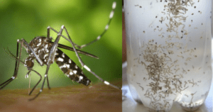 Receita caseira de repelente do mosquito da dengue