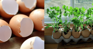 Reciclar casca de ovo – Passo a passo