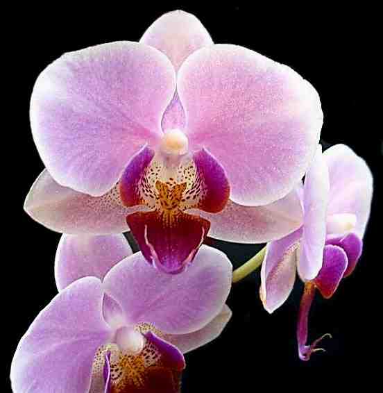 zzzzOrchids1