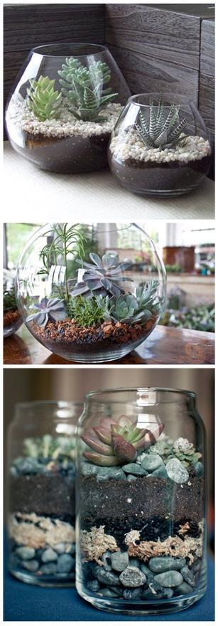 Plantas-Suculentas em vidro