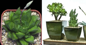 Como fazer vasos simples de plantas suculentas