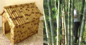 Como fazer artesanato com bambu tratado