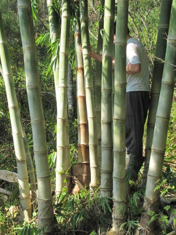 Bambu10