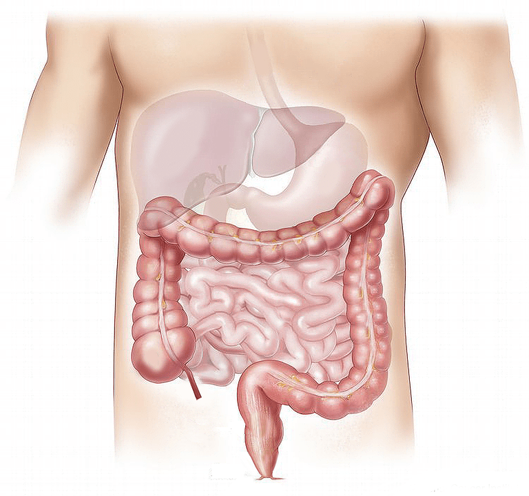 probioticos-intestino