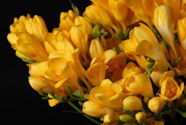 As 10 Flores Amarelas Que Podemos Plantar No Jardim E Deixar A Casa  Maravilhosa - Arteblog