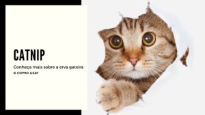 Catnip: conheça a “droga” dos gatos